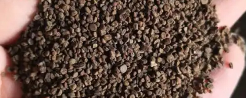 报春花种子如何育苗，可在5-6月和9-10月播种