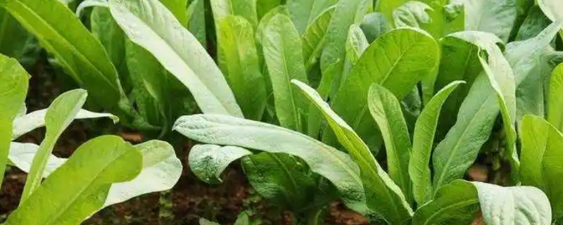 油麦菜如何栽培，下雨后再播种更合适