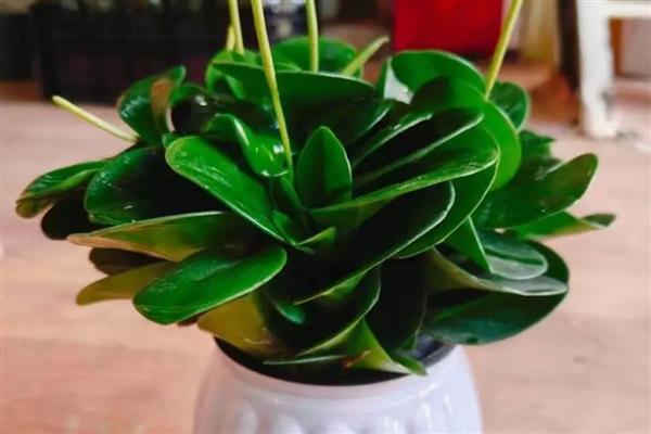 碧玉花有没有毒，碧玉花没有毒