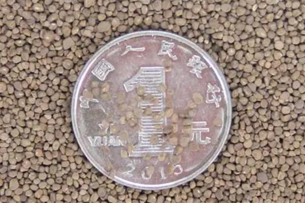 报春花种子如何育苗,可在5-6月和9-10月播种