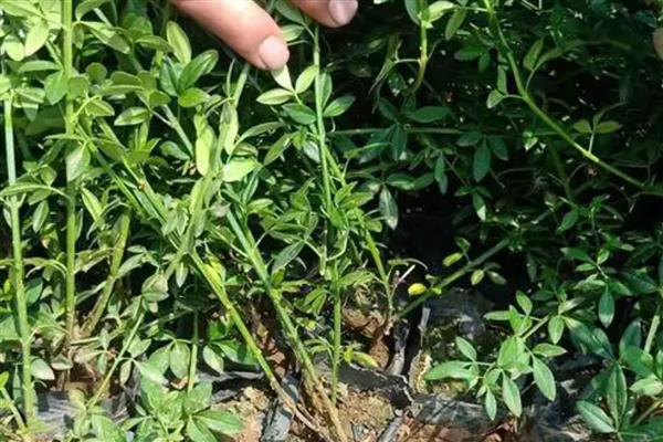 报春花种子如何育苗,可在5-6月和9-10月播种