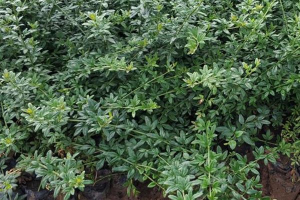 报春花种子如何育苗,可在5-6月和9-10月播种