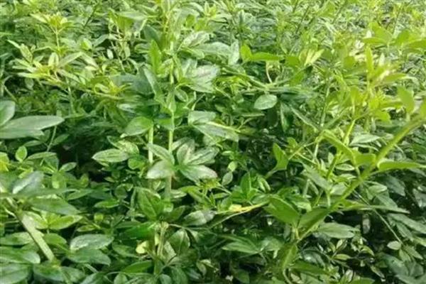 报春花种子如何育苗,可在5-6月和9-10月播种