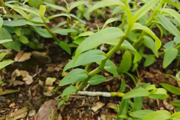 种植铁皮石斛的条件，种植环境需确保湿润冷凉