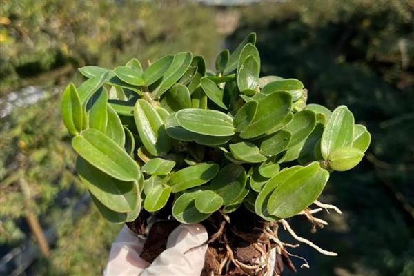 种植铁皮石斛的条件，种植环境需确保湿润冷凉