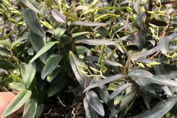 种植铁皮石斛的条件，种植环境需确保湿润冷凉