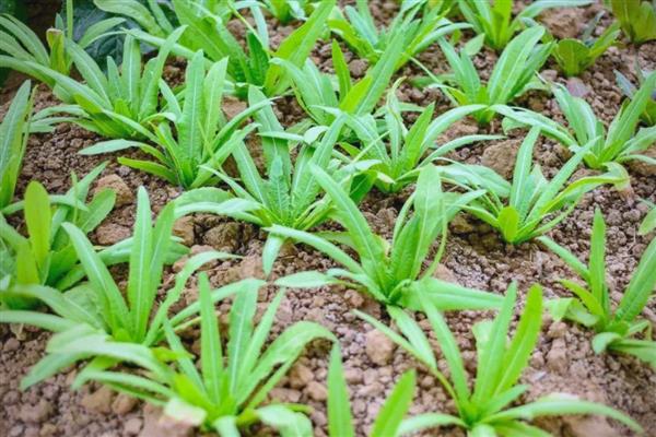 油麦菜如何栽培,下雨后再播种更合适