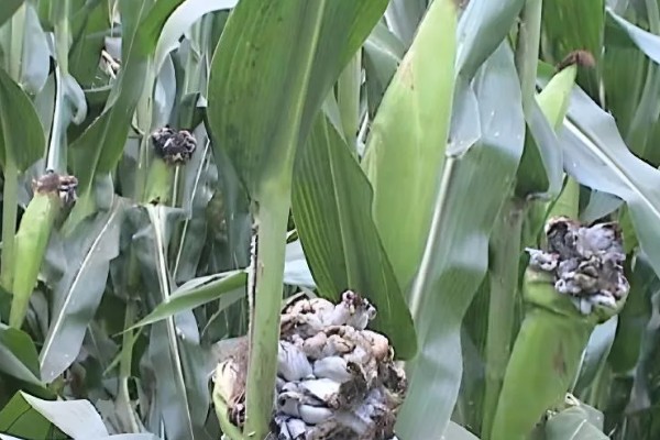 玉米抽穗结实期指的是什么时候,指从抽雄到成熟这段时期