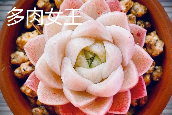 多肉女王和麦秆的区别是什么，颜色和叶心均不同