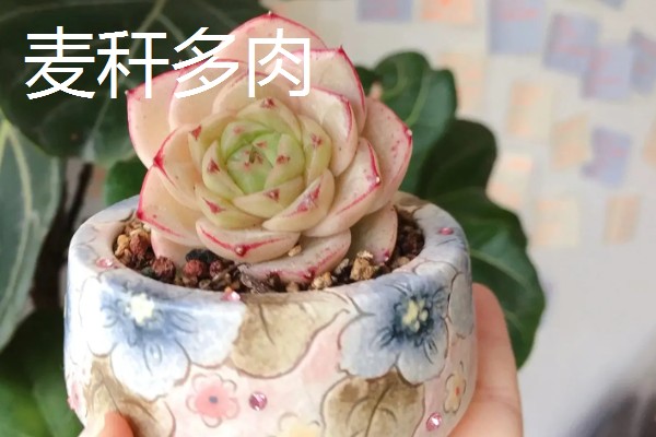 多肉女王和麦秆的区别是什么，颜色和叶心均不同
