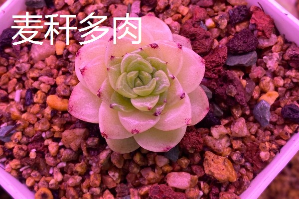 多肉女王和麦秆的区别是什么，颜色和叶心均不同
