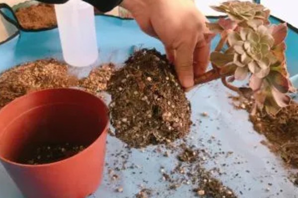 多肉女王和麦秆的区别是什么，颜色和叶心均不同