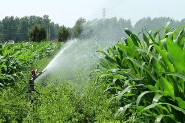 玉米抽穗结实期指的是什么时候,指从抽雄到成熟这段时期