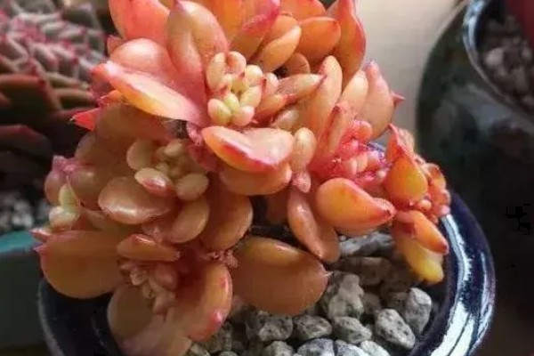 多肉女王和麦秆的区别是什么，颜色和叶心均不同
