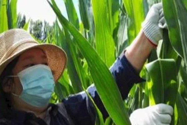 玉米抽穗结实期指的是什么时候,指从抽雄到成熟这段时期