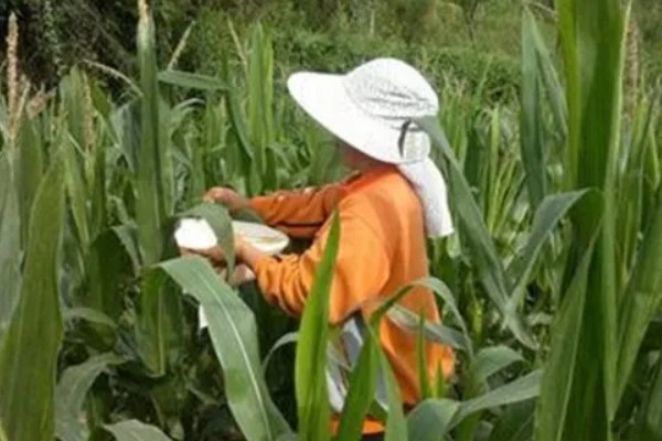 玉米抽穗结实期指的是什么时候,指从抽雄到成熟这段时期