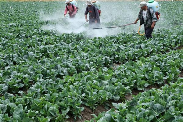 蔬菜除草剂药害发生后如何补救，要马上喷清水冲洗1-2次