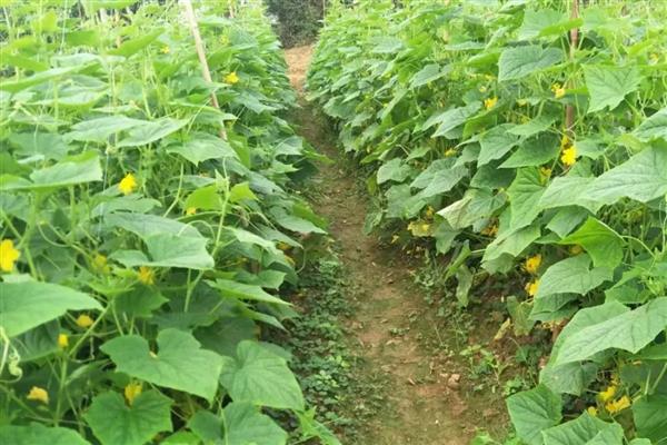 蔬菜除草剂药害发生后如何补救，要马上喷清水冲洗1-2次