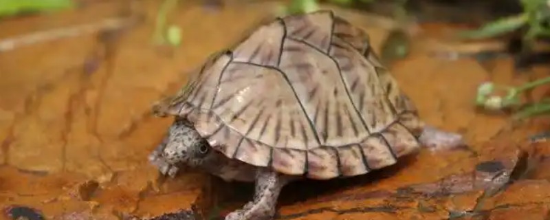 剃刀龟一年可以长多大,一年可以长1-5厘米