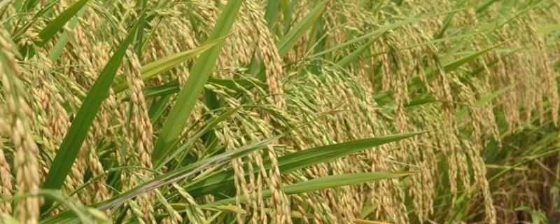 豪两优729种简介,株高122.7厘米