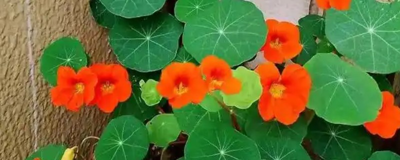 旱金莲适合用哪种盆，选择25-30厘米直径的花盆