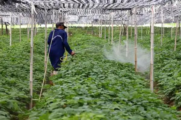 蔬菜除草剂药害发生后如何补救，要马上喷清水冲洗1-2次