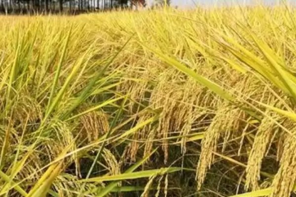 豪两优729种简介,株高122.7厘米