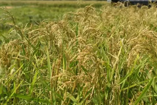 豪两优729种简介,株高122.7厘米