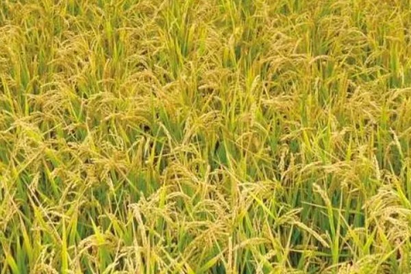 豪两优729种简介,株高122.7厘米