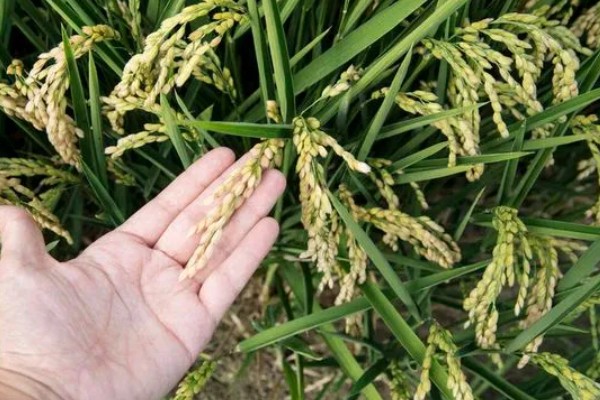 豪两优729种简介,株高122.7厘米