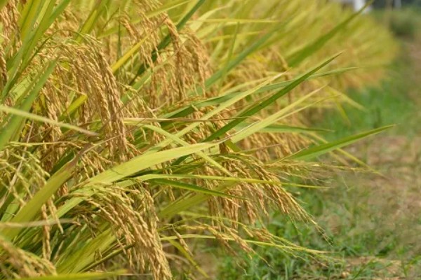 豪两优729种简介,株高122.7厘米