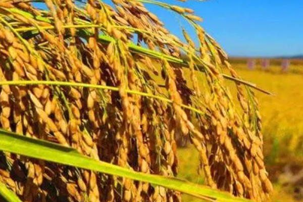 豪两优729种简介,株高122.7厘米