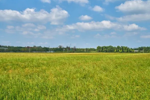 豪两优729种简介,株高122.7厘米