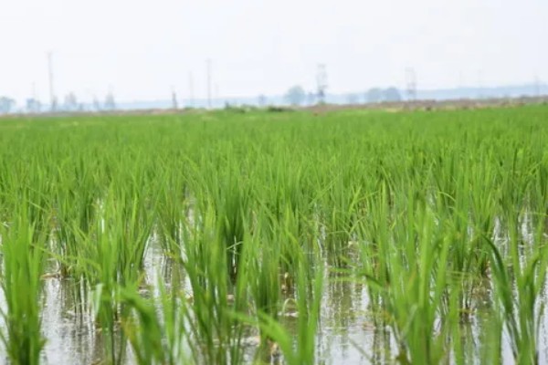 豪两优729种简介,株高122.7厘米