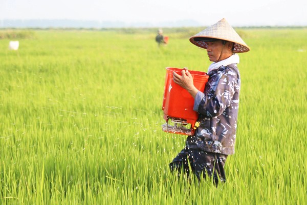 豪两优729种简介,株高122.7厘米