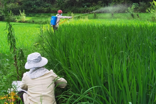 豪两优729种简介,株高122.7厘米