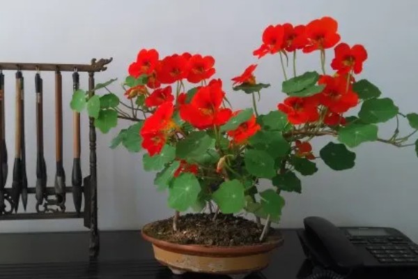 旱金莲适合用哪种盆，选择25-30厘米直径的花盆