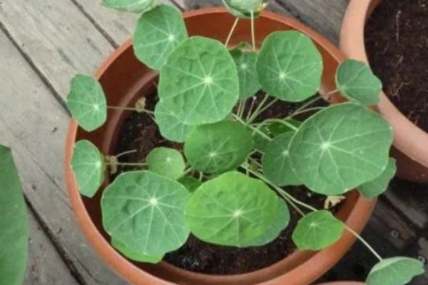 旱金莲适合用哪种盆，选择25-30厘米直径的花盆