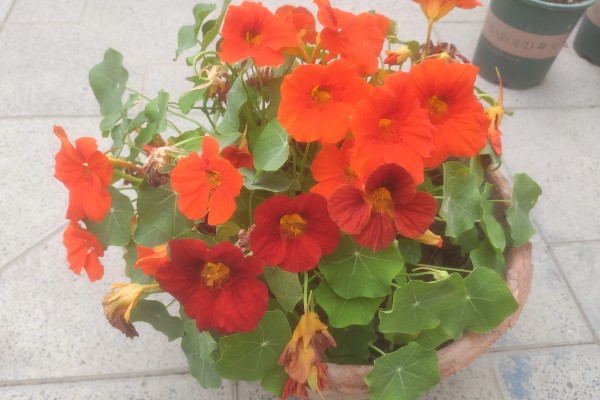 旱金莲适合用哪种盆，选择25-30厘米直径的花盆