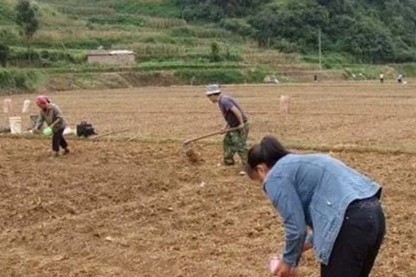 味帝李子的种植技术，种植时间在秋季10-11月份
