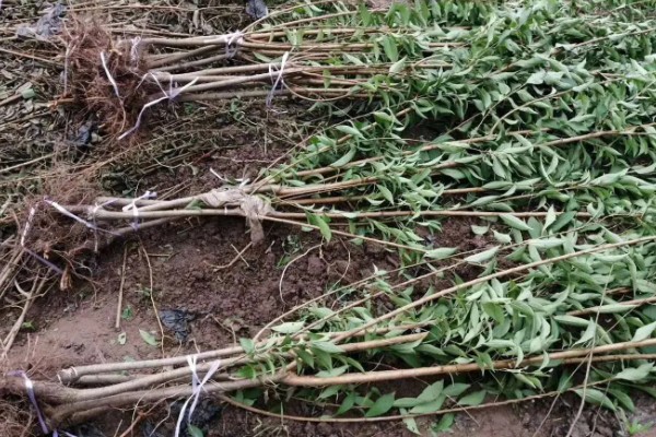 味帝李子的种植技术，种植时间在秋季10-11月份