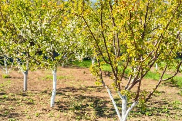 味帝李子的种植技术，种植时间在秋季10-11月份
