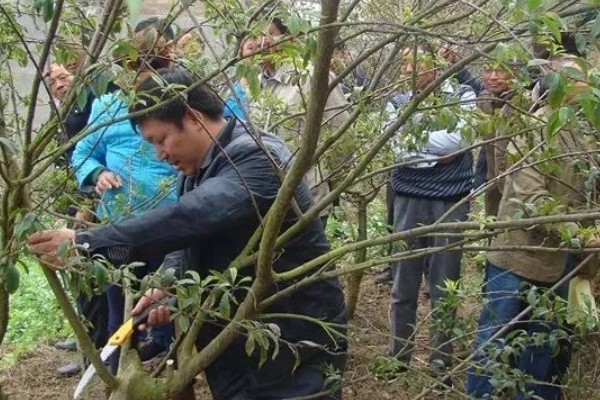 味帝李子的种植技术，种植时间在秋季10-11月份