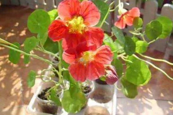 旱金莲适合用哪种盆，选择25-30厘米直径的花盆