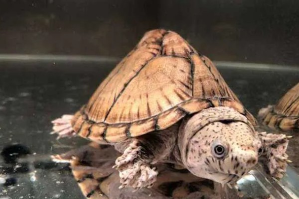 剃刀龟一年可以长多大,一年可以长1-5厘米