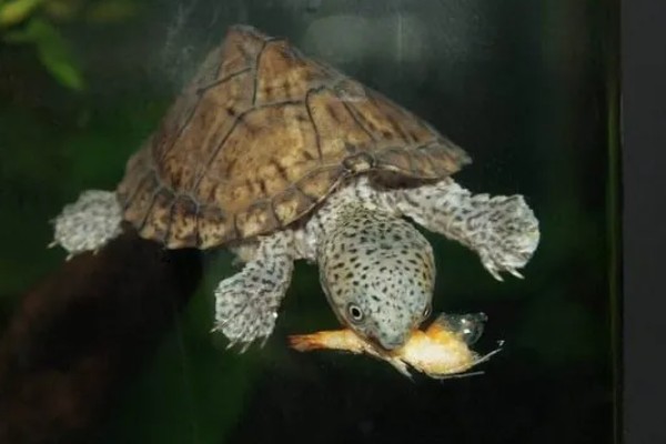 剃刀龟一年可以长多大,一年可以长1-5厘米