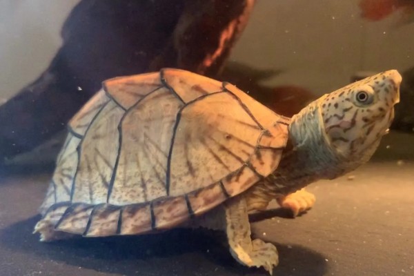 剃刀龟一年可以长多大,一年可以长1-5厘米