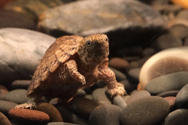 剃刀龟一年可以长多大,一年可以长1-5厘米