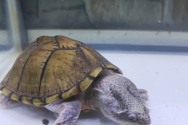 剃刀龟一年可以长多大,一年可以长1-5厘米