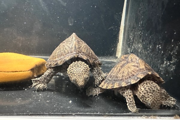 剃刀龟一年可以长多大,一年可以长1-5厘米